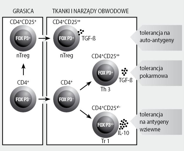 Naturalne limfocyty regulatorowe ntreg, jak nazwa wskazuje, działają hamująco na odpowiedź immunologiczną niejako z marszu, bez wcześniejszego pobudzenia.