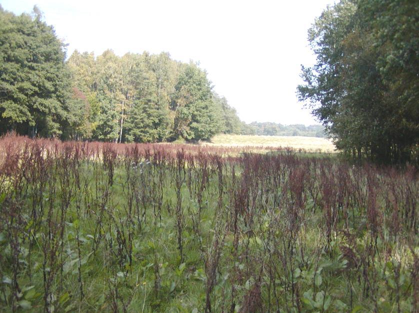 Przykład: typowa działka rolna Na powierzchni 0,5ha działki w ewidencji gruntów