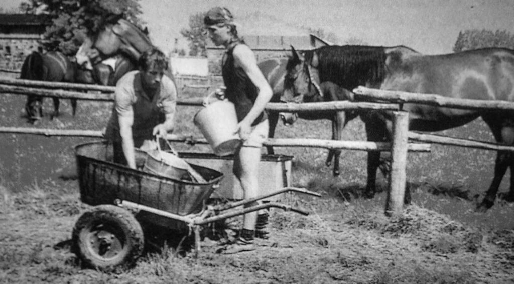 284 Zbigniew Wójcik Fot. 3. Uczeń Technikum Hodowlanego Paweł Kapiński z pracownikiem gospodarstwa szkolnego podczas pracy przy koniach. Źródło: D.