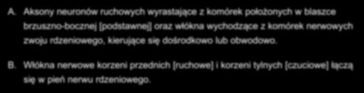 A. Aksony neuronów ruchowych wyrastające z komórek położonych w blaszce