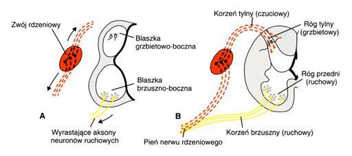 rdzeniowego, kierujące się dośrodkowo lub obwodowo. B.