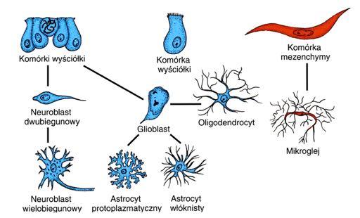 Schemat ukazujący pochodzenie komórek nerwowych i różnych typów komórek