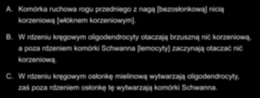 A. Komórka ruchowa rogu przedniego z nagą [bezosłonkową] nicią korzeniową [włóknem