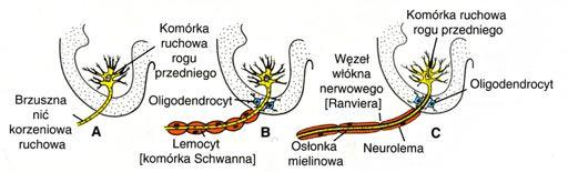 W rdzeniu kręgowym oligodendrocyty otaczają brzuszną nić korzeniową, a poza rdzeniem komórki