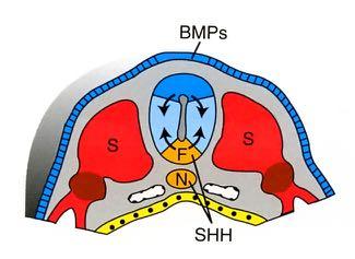 Na początku białka morfogenetyczne kości [BMP4 i BMP7], wydzielane przez ektodermę leżącą powyżej cewy nerwowej, tworzą ośrodek sygnalizacji w blaszce grzbietowej.