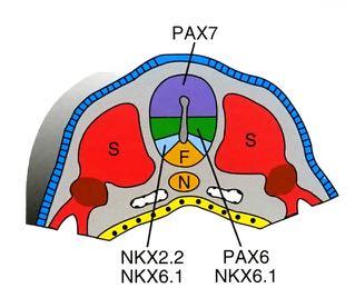 Gradient ustalony ekspresją białek TGF-p oraz SHH aktywuje czynniki transkrypcyjne regulujące różnicowanie neuronalne.