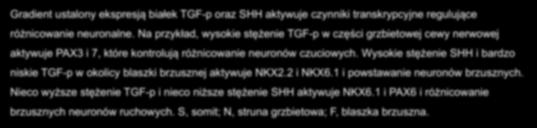 Wysokie stężenie SHH i bardzo niskie TGF-p w okolicy blaszki brzusznej aktywuje NKX2.2 i NKX6.1 i powstawanie neuronów brzusznych.