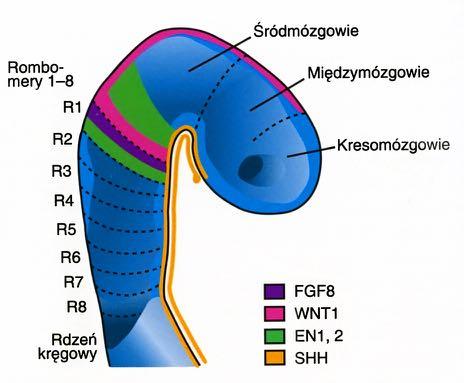 Ośrodek organizacji w cieśni tyłomózgowia na pograniczu śródmózgowia i tyłomózgowia.