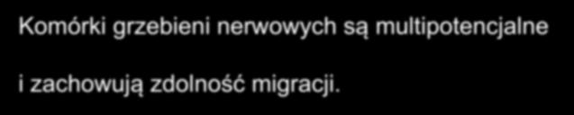 Komórki grzebieni nerwowych są