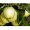 Dane aktualne na dzień: 30-03-2019 09:06 Link do produktu: http://www.goldplants.eu/jablon-domowa-golden-delicious-malus-domestica-golden-delicious-p-1513.