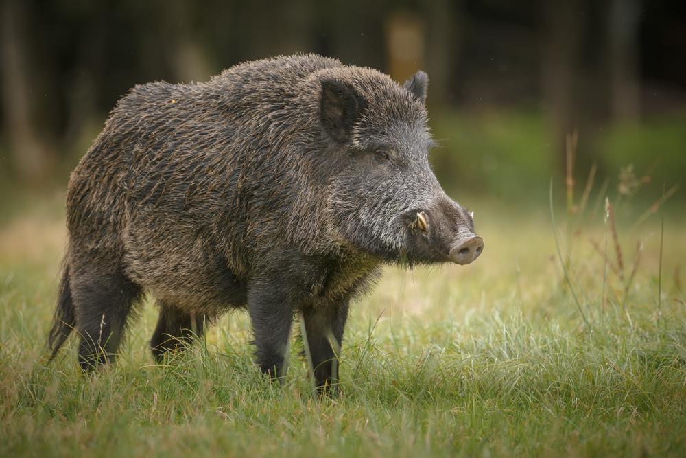 ASF - postępowanie dzierżawców i zarządców