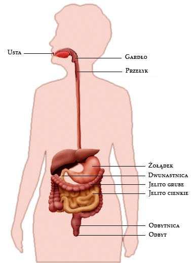 NOWOTWÓR JELITA GRUBEGO jest jednym z najczęstszych nowotworów złośliwych występujących w Unii Europejskiej. W Polsce na nowotwór jelita grubego co roku zapada 15 tysięcy osób.