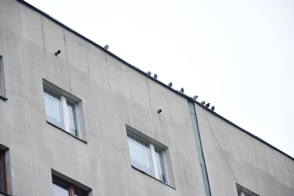 Rozmiar wlotu sugeruje, że są ta raczej budki dla