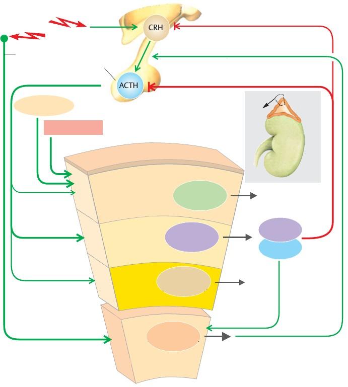 Regulacja osi HPA podwzgórze ujemne sprzężenie zwrotne stres układ współczulny przedni płat przysadki adrenalina pobudza wydzielanie ACTH ujemne sprzężenie zwrotne nadnercze angiotensyna II