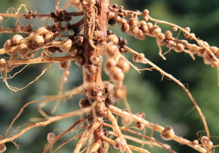 zaszczepione nitraginą /Bradyrhizobiu japonicum/.