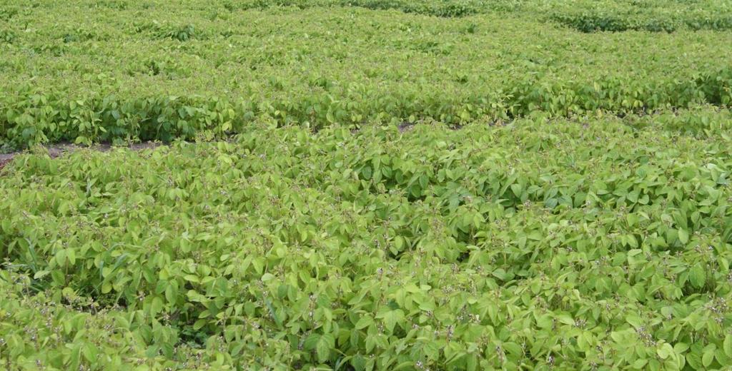 Technologia uprawy punkty krytyczne plonowania soi Nawożenie P 2 O 5 50-70 kg/ha K 2 O 80-100 kg/ha N 30-60 kg/ha /dawka dzielona/ na glebach o niskiej zawartości siarki i