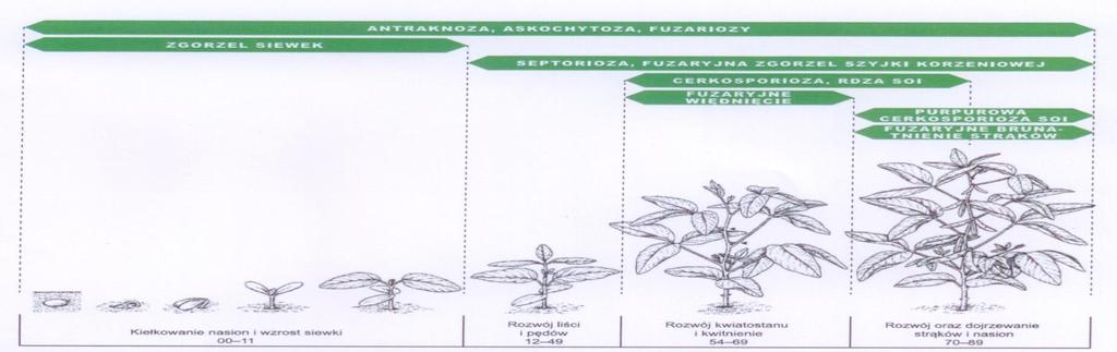 Technologia uprawy punkty krytyczne plonowania soi Fungicydy do stosowania w soi Zaprawa Nasienna T75 DS/WS /tiuram/ zgorzel siewek, antraknoza, askochytoza, fuzarioza zgorzelowa Tiofan 550 SC /
