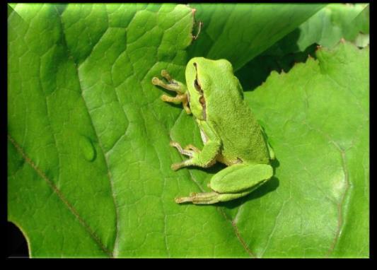 Studiując Biologię na WBNS Zdobędziesz szeroką wiedzę biologiczną z zakresu biologii człowieka i miologii ogólnej oraz szeroko pojętej Biologii środowiskowej, a także z zakresu matematyki, fizyki,