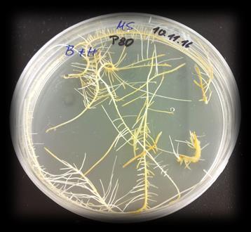A. rhizogenes, Escherichia coli, Rhizobium sp.