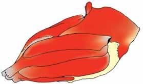 obturattor externus and internus 55 M. pectineus 70 M. sartorius 73 M.