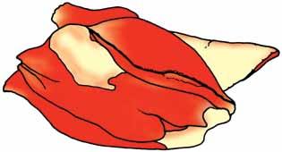 obliquus internus abdominis 69 Mm. sacrococcygeus dorsalis et lateralis 87 M. tensor fasciae latae 92 M.