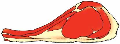 obliquus externus abdominis 76 M. serratus dorsalis caudalis 81 M.