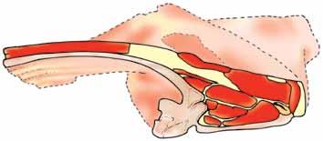 Opisy tusz i elementów 55 ROZBRATEL BEZ KOŚCI 2275 lateral ventral dorsal medial 79 5 żebro 77 84 45 81 93 68 35 *103 37 43 49 74 medial 5 żebro 1 żebro 57 ventral dorsal lateral 56 10 żebro Spis