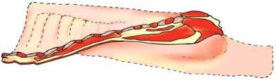 rectus capitis dorsalis major 67 M. rectus thoracis 68 M. rhomboideus 71 # M. scalenus dorsalis 72 # M. scalenus ventralis 4 M. semispinalis capitis 77 M. serratus dorsalis cranialis 79 M.