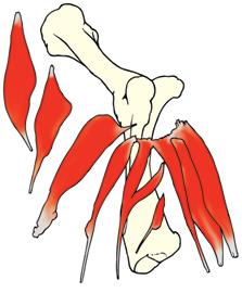 13 27 Spis mięśni 04 M. biceps brachii 06 M. brachialis 14 M. extensor carpi radialis 15 M. extensor carpi ulnaris 16 M.