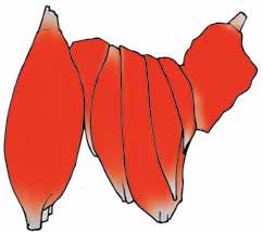 flexor carpi radialis 23 M. flexor carpi ulnaris 25 M. flexor digitorum profundus 27 M. flexor digitorum sublimis 95 M.