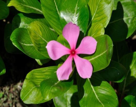 Na przykład, alkaloidy morfiny są silnymi środkami łagodzącymi ból i narkotykami, a cynrystyna, wyizolowana z Vinca rosea (obecnie kataranthus roseus), jest obecnie jednym z najskuteczniejszych leków