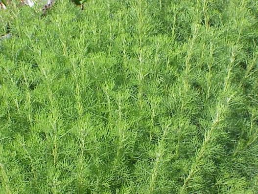 Monoterpeny są klasą terpenów, które składają się z dwóch jednostek izoprenowych i mają wzór cząsteczkowy C10HH16.