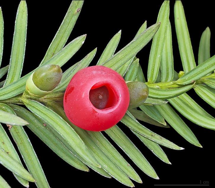 Drzewo iglaste z rodzaju Taxaceae Riterpenoidy znane są jako rakotwórcze środki prewencji chemicznej, antybiotyki, antybiotyki, inhibitory angiogenezy i polimerazy DNA eukariotyczne itd.