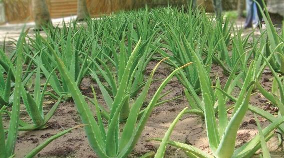 dzięki promocji komercyjnych upraw. Gleba i klimat Przygotowanie siewek i sadzenie Aloes zwyczajny rośnie w warunkach wysokiej wilgotności i wysokich opadów.