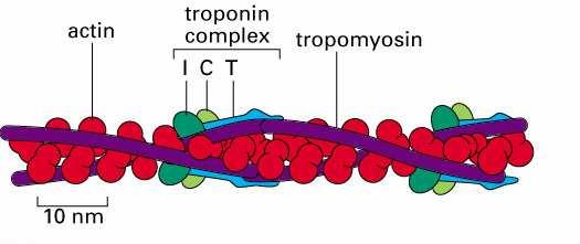 monomery (profilina, tymozyna) białka