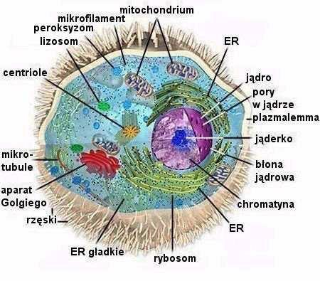 Komórka eukariotyczna organizacja cytozol organelle złoŝony koloid wodny cząsteczek i makrocząsteczek (przedział komórkowy) zamknięte przedziały (otoczone błonami) Procesy zachodzące w