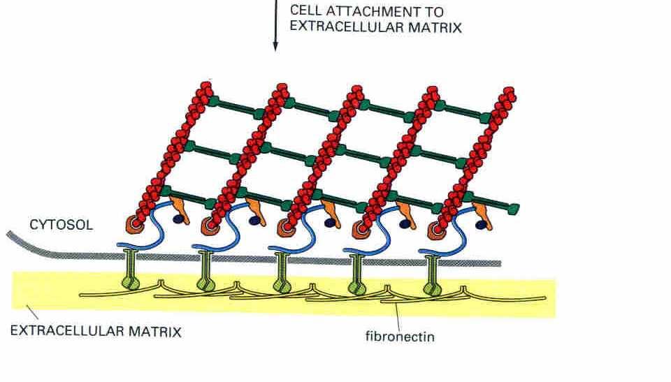 (ezrin, radixin, monesin)
