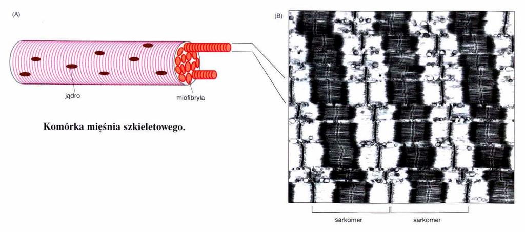 Aparat kurczliwy mięśni sarkolema 2,5 µm włókna mięśniowe: