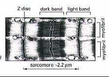 Miofibryle mięśni szkieletowych Filamenty grube miozynowe