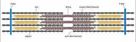 średnica 8nm; dlugość 1µm Skurcz mięśnia - film prąŝek I
