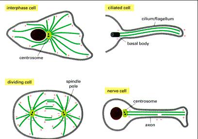 Mikrotubule