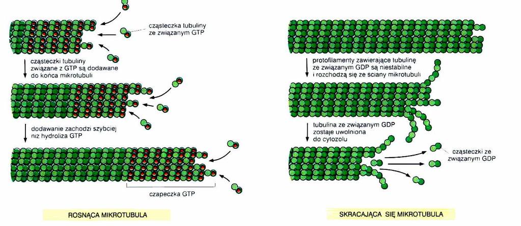 Mikrotubule
