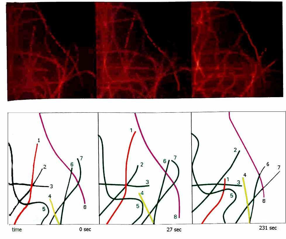 Mikrotubule