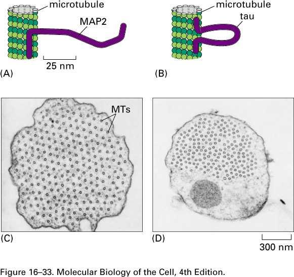 Mikrotubule białka towarzyszące stabilizujące mikrotubule - stabilizacja ( tau) - wiązanie z innymi