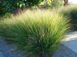 wzniesiony, brązowy ciemnozielone - Berberis Brassica Kyoto Red Green Pennisetum cylindrica