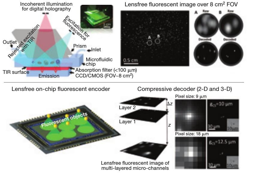 Lensfree Fluorescent On-Chip Imaging Using Compressive