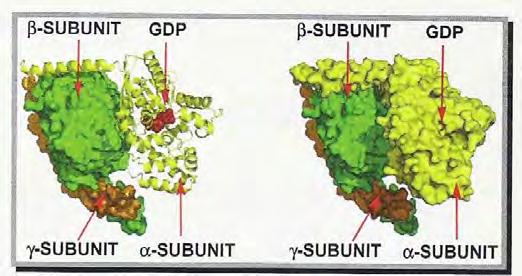 receptorem następuje wymiana GDP na GTP