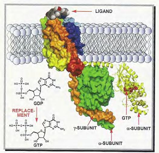 adenylanową (AC) która wytwarza c-amp