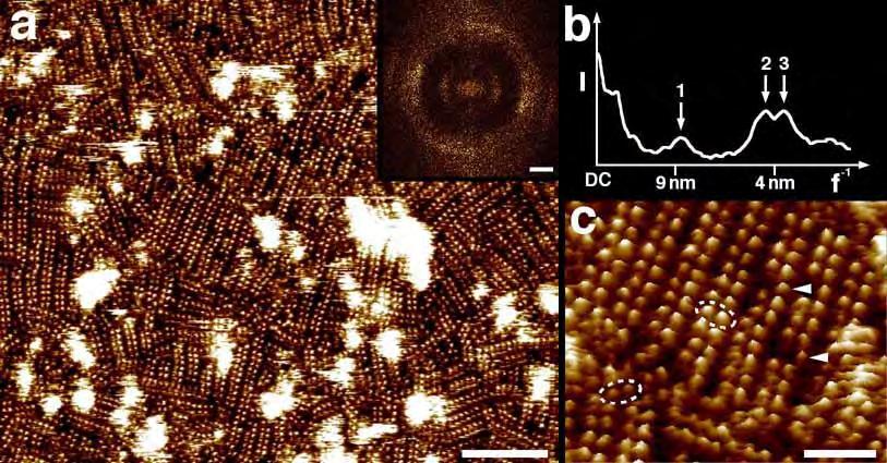 Oligomer rodopsyny struktura hierarchiczna Obrazy z