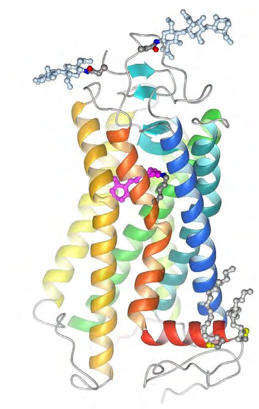receptorów GPCR